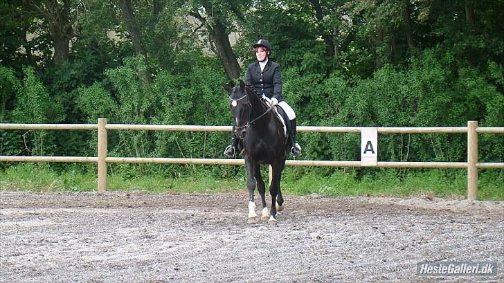 Dansk Varmblod SAZKIBARD S billede 4