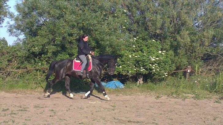 Dansk Varmblod SAZKIBARD S billede 5