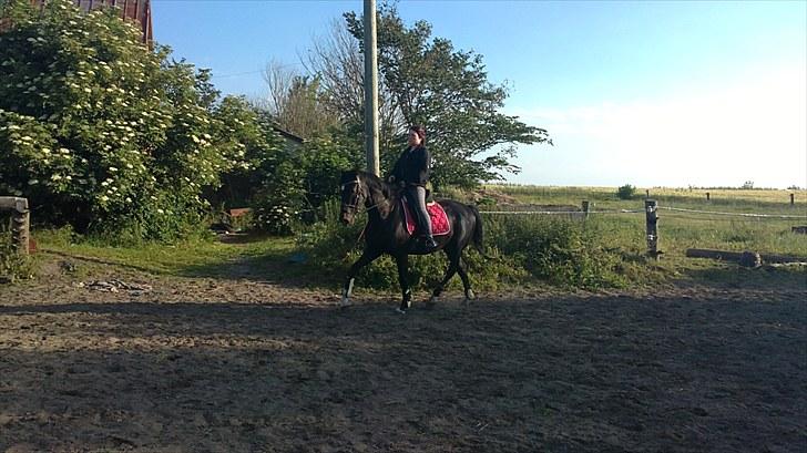 Dansk Varmblod SAZKIBARD S billede 6