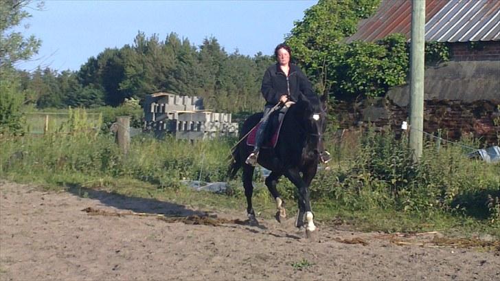 Dansk Varmblod SAZKIBARD S billede 7