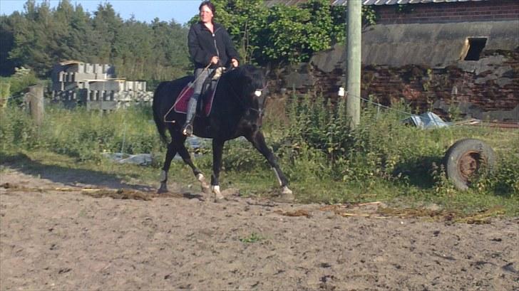 Dansk Varmblod SAZKIBARD S billede 8