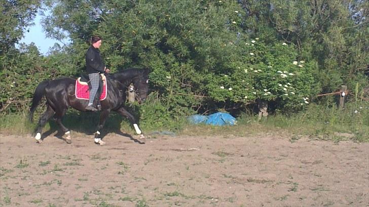 Dansk Varmblod SAZKIBARD S billede 9