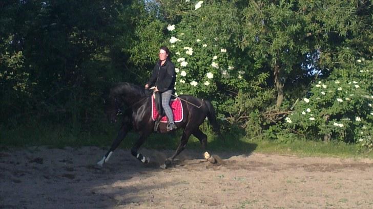 Dansk Varmblod SAZKIBARD S billede 10