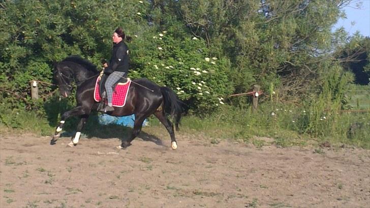 Dansk Varmblod SAZKIBARD S billede 11