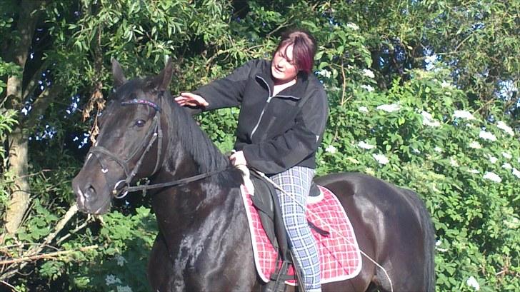 Dansk Varmblod SAZKIBARD S billede 12