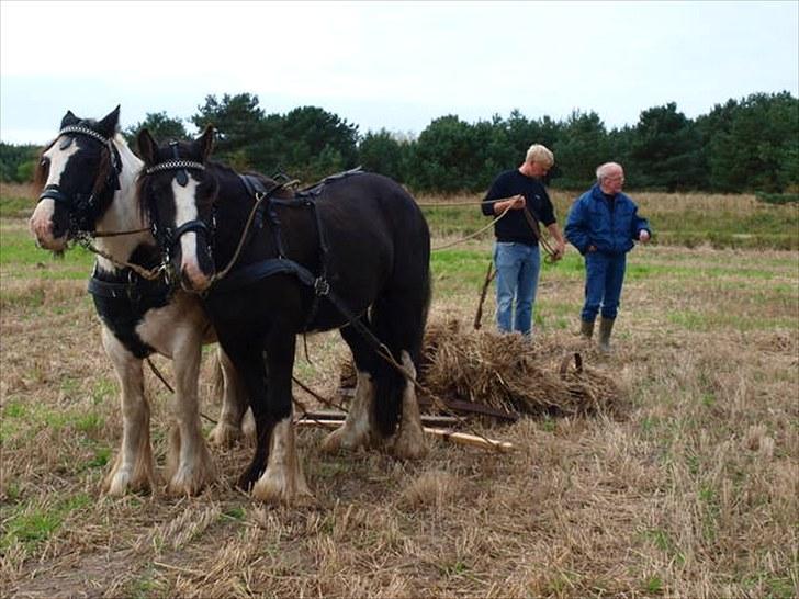 Irish Cob Mr.Spike SOLGT billede 18