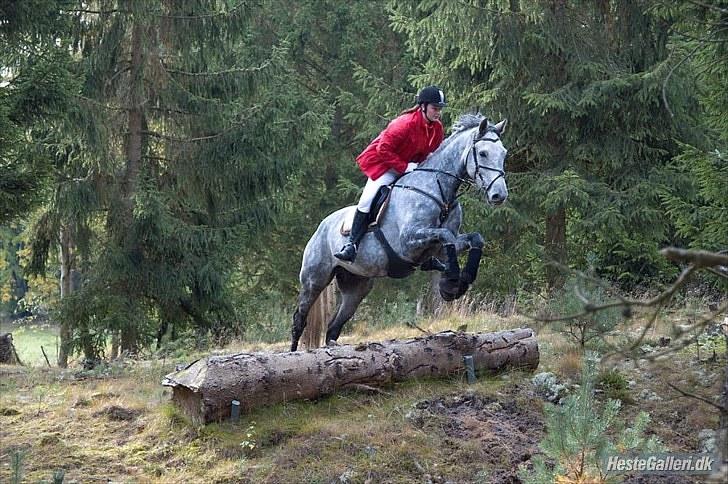 Holstener Contino - Hubertusjagt Harrild hede 2009 billede 3