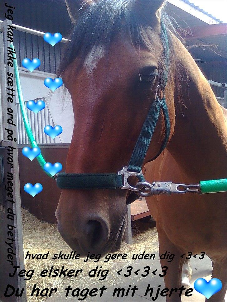 Anden særlig race Lucky<3 - lige meget hvad er du min inde i mit hjerte <3 billede 8