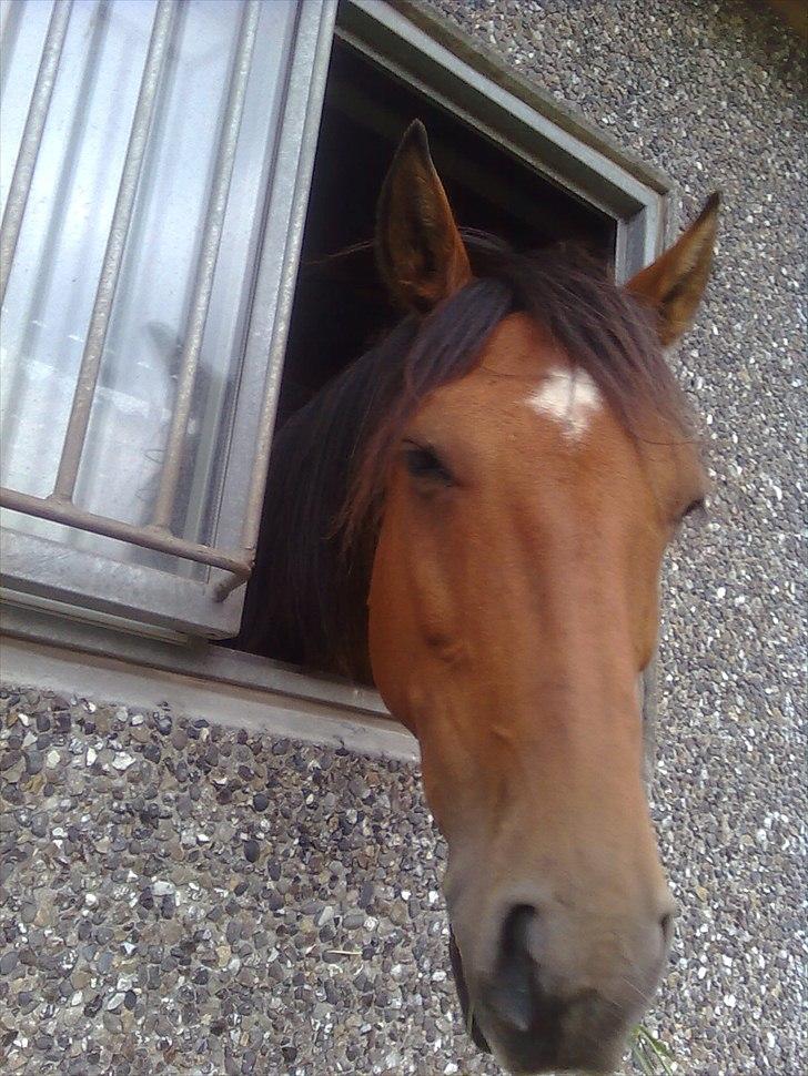 Anden særlig race Lucky<3 - nurh syns han ser så sød ud af vindeoet  billede 6