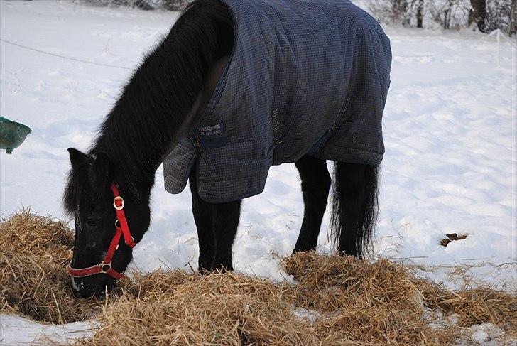 New Forest / Araber Pinocchio - Vinter, 2010. <3 billede 14