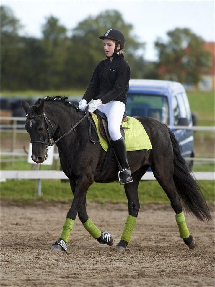 New Forest / Araber Pinocchio - Jeg vil dele de største oplevelser i mit liv med dig! <3 billede 16