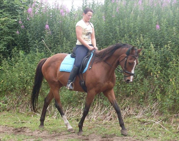 Dansk Varmblod Raphiella Scarlet - 13.07.2010 billede 20