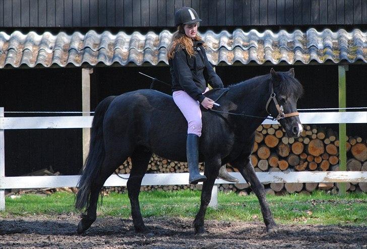 New Forest / Araber Pinocchio - Der findes ikke én der er perfekt, men vi to er perfekte sammen. <3 billede 17