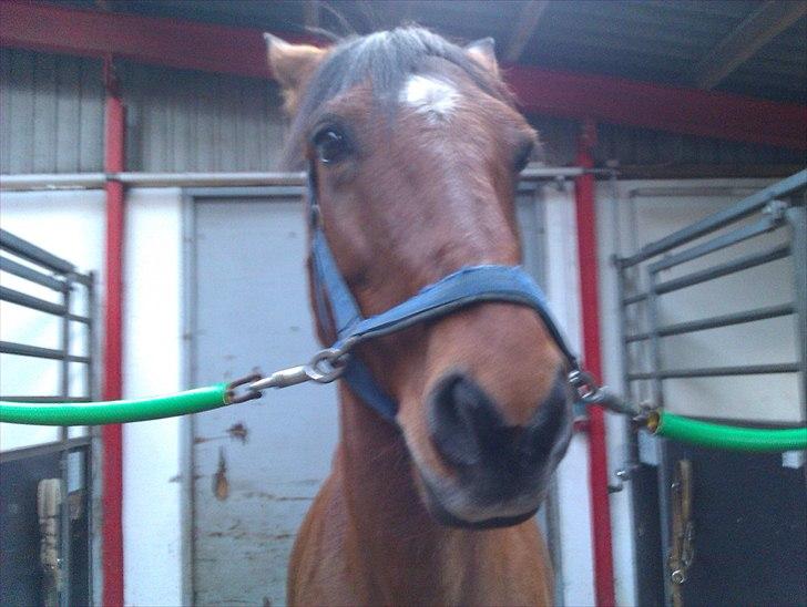 Anden særlig race Lucky<3 - nurh du er for lækker syns jeg  billede 17