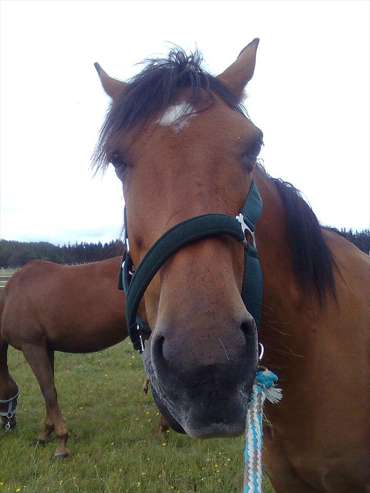 Anden særlig race Lucky<3 - Hej Lucky <3 billede 15