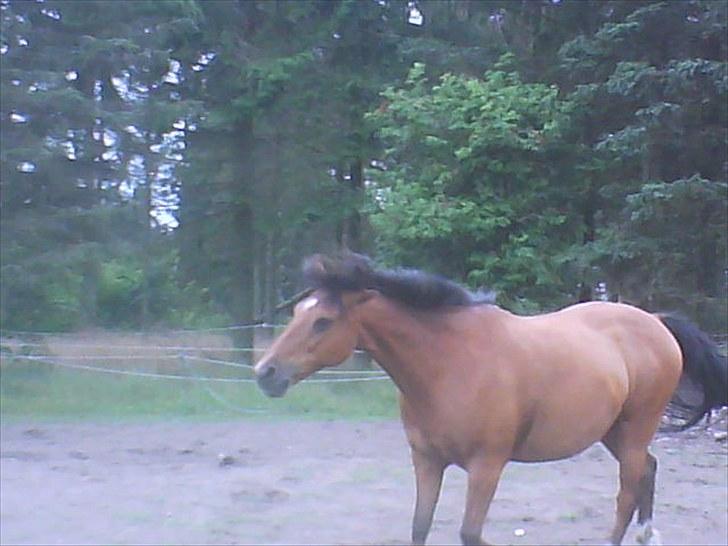 Anden særlig race Lucky<3 - det blæser helt vildt men lucky er stadig rigtig flot billede 13