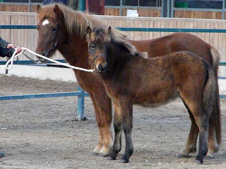 Islænder Prímus fra Toftdal - Fra Ganti klubbens føl og plag show 2010 billede 1
