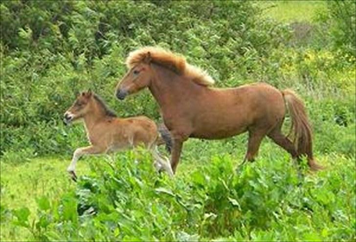 Islænder Prímus fra Toftdal billede 2