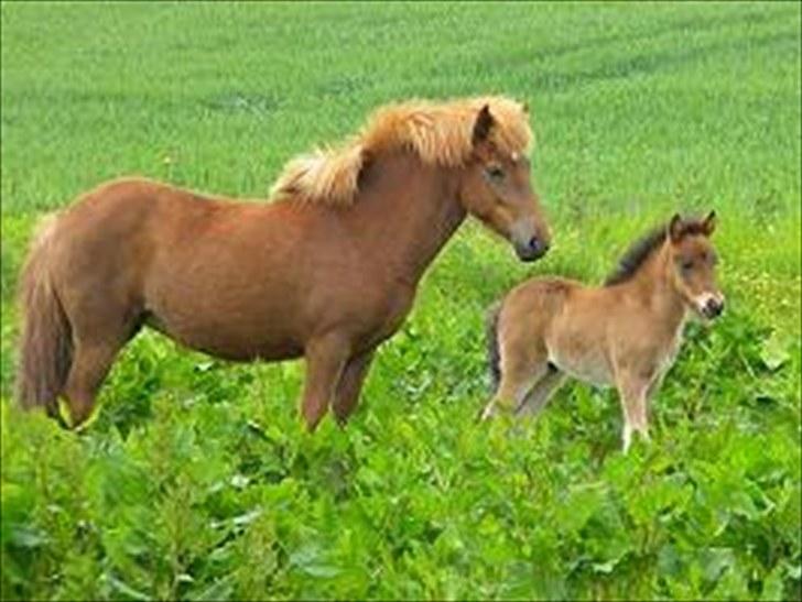 Islænder Prímus fra Toftdal billede 3