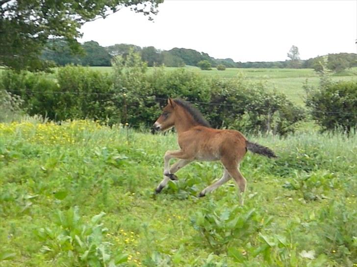 Islænder Prímus fra Toftdal billede 4