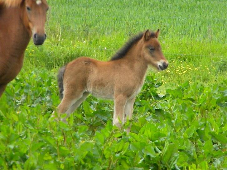 Islænder Prímus fra Toftdal billede 5