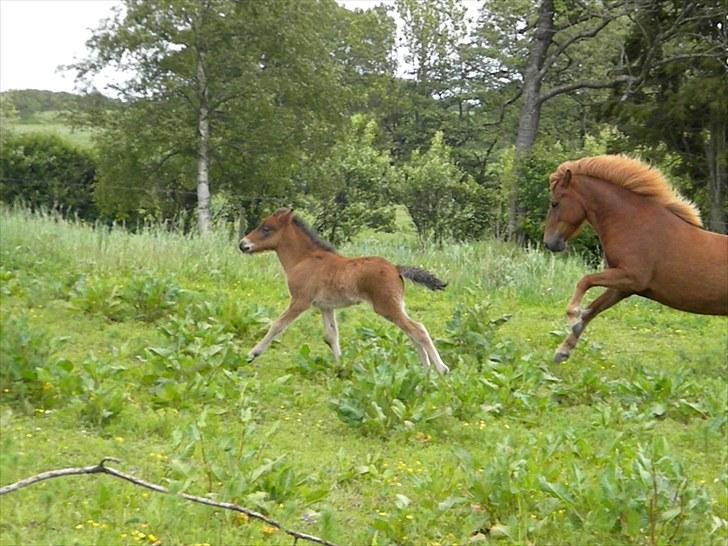 Islænder Prímus fra Toftdal billede 6