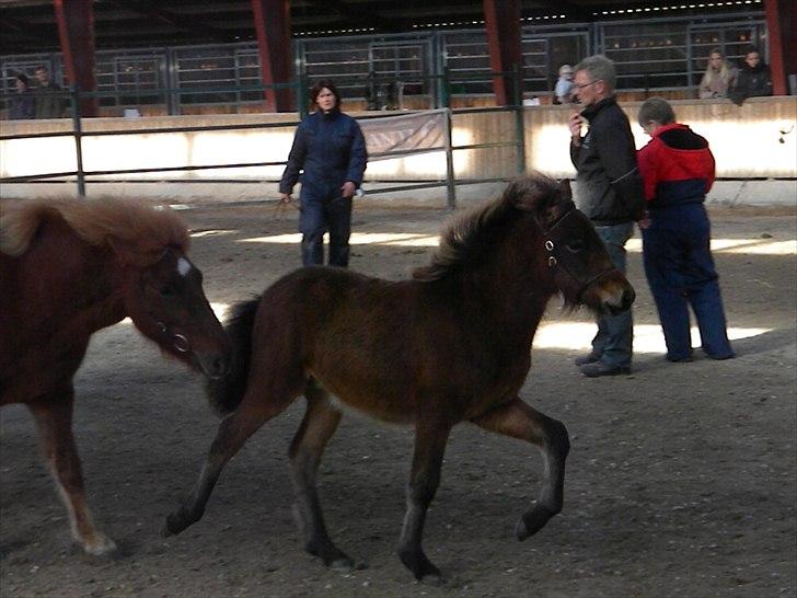 Islænder Prímus fra Toftdal - Blære sig lige med hans flotte naturtølt :) billede 7