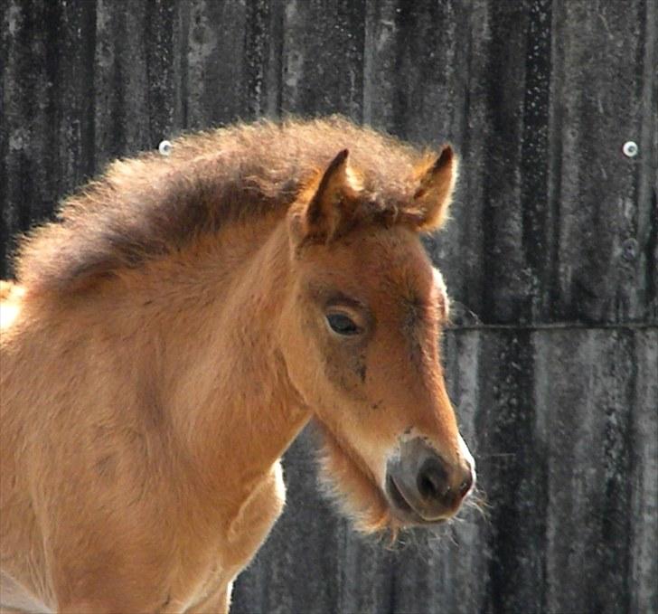 Islænder Prímus fra Toftdal billede 8