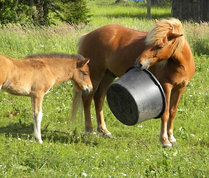 Islænder Prímus fra Toftdal - Onkel Skálmar viser at vores legekar er ganske ufarligt og sjov at lege med billede 9
