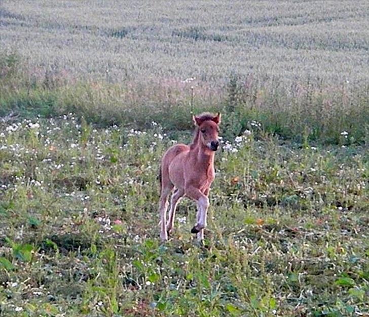 Islænder Prímus fra Toftdal - Tølter så fint rundt på marken, med flot vinkel løft :-) billede 11