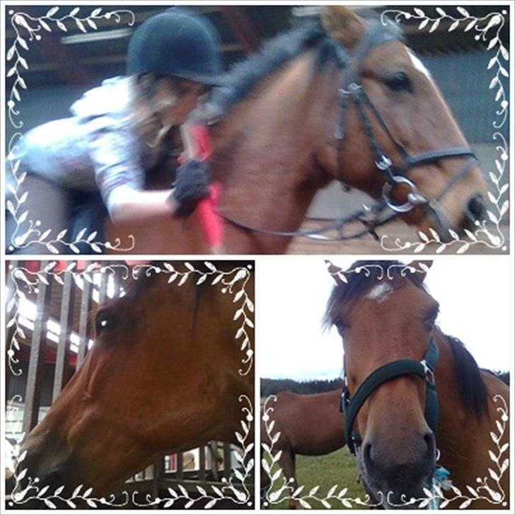 Anden særlig race Lucky<3 - nu har vi ikke mere for den 25 øre ;D billede 19