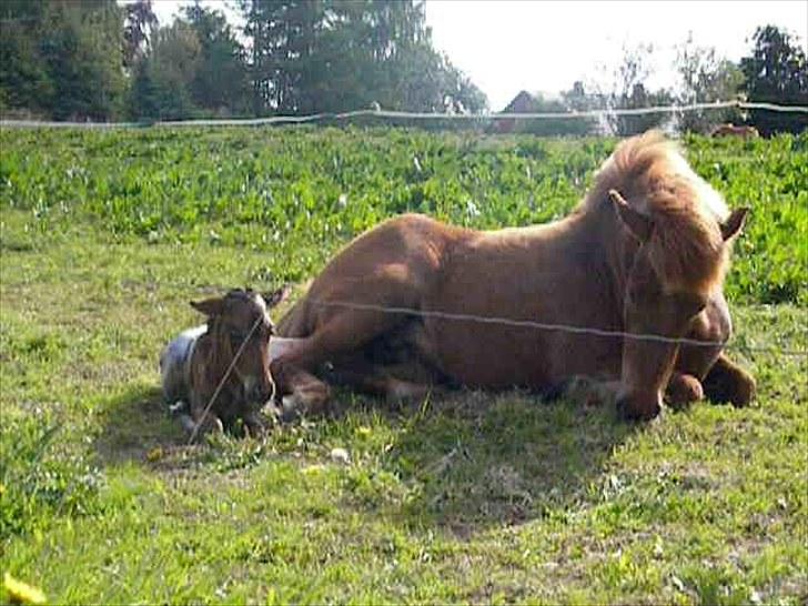 Islænder Prímus fra Toftdal - D.26.05.2010 kl: 08:44 Så kom langbenede Prímus til verden billede 12
