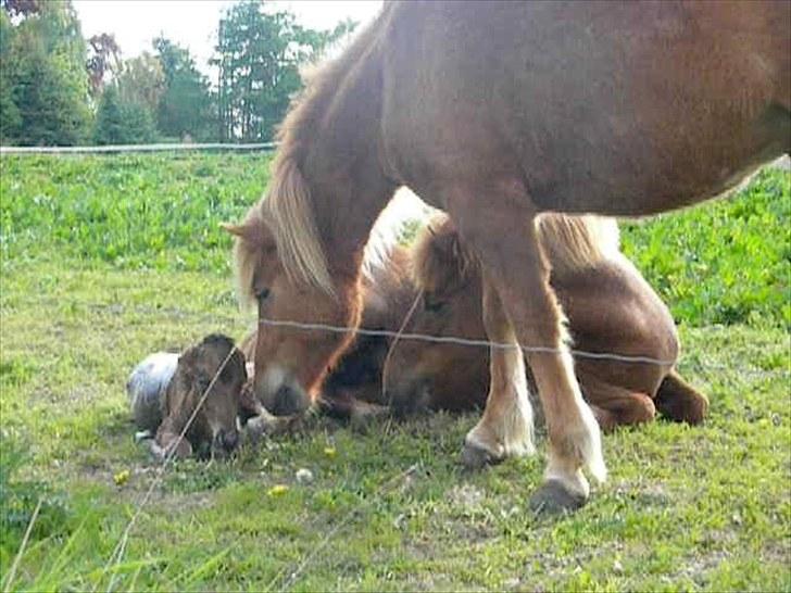 Islænder Prímus fra Toftdal - Onkel Skálmar og mor Stjarna beundre Prímus billede 13