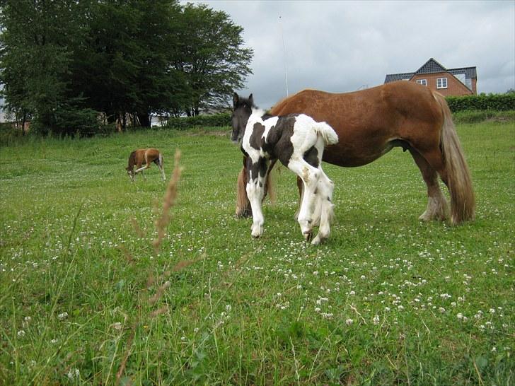 Irish Cob Villy Solgt billede 12