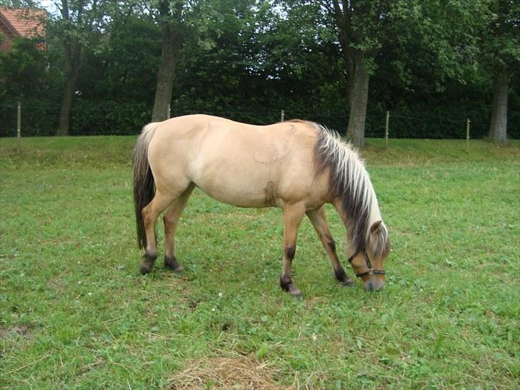 Anden særlig race Tinka - R.I.P. Himmelhest billede 10