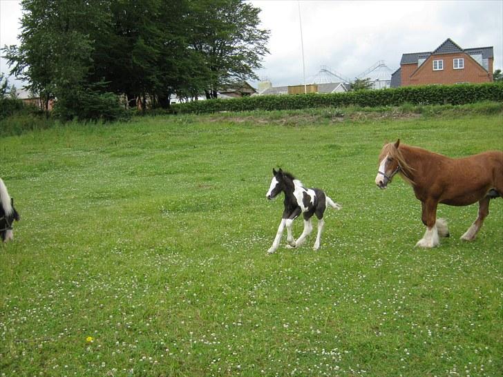 Irish Cob Villy Solgt billede 13