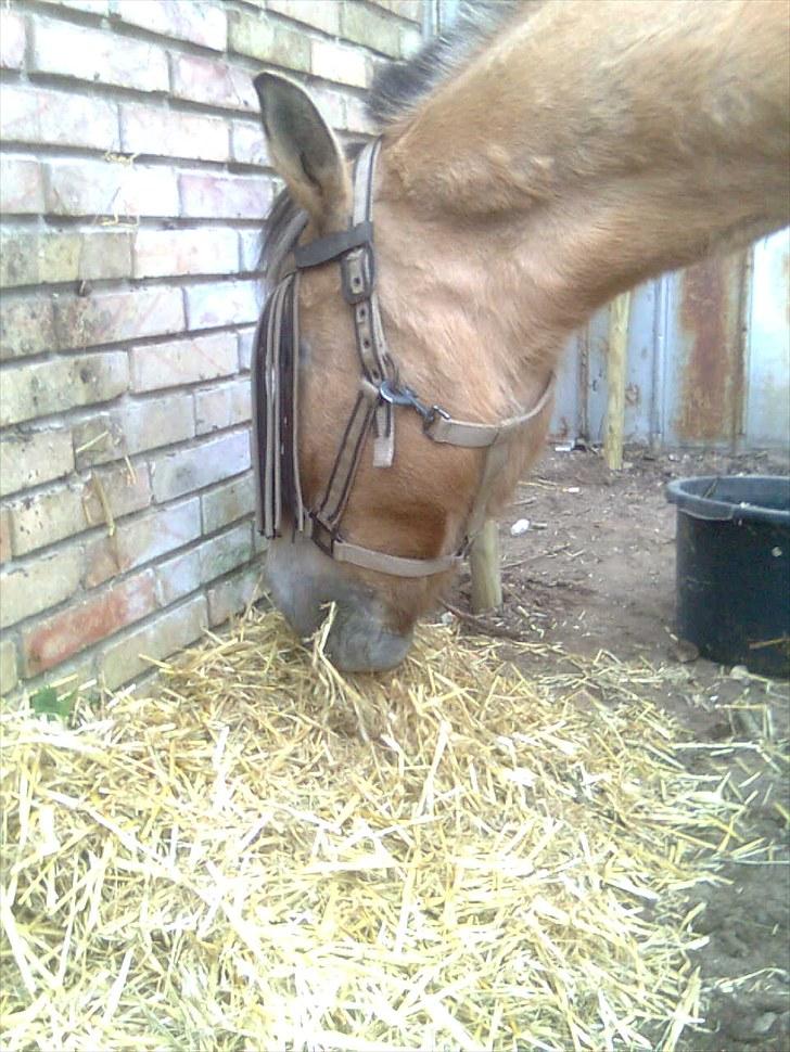 Fjordhest Tulle †  billede 9