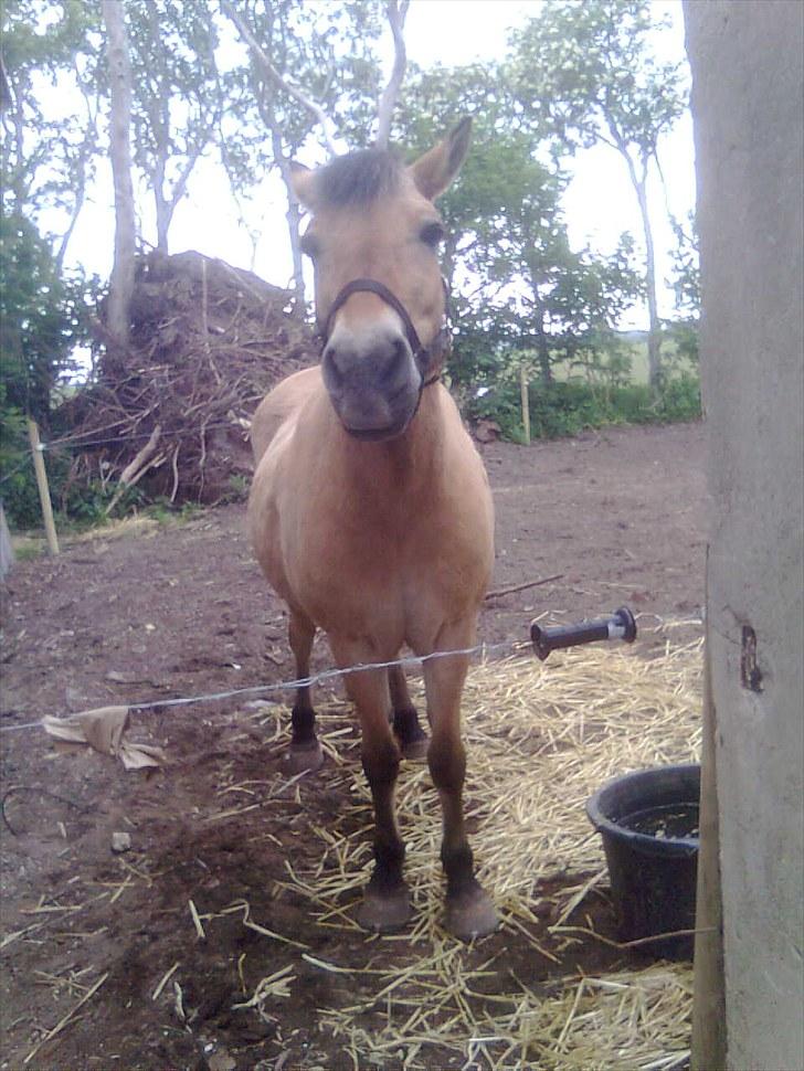 Fjordhest Tulle †  billede 10