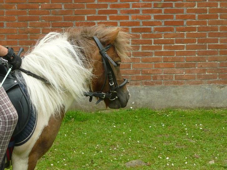 Shetlænder Chessy<33 billede 7