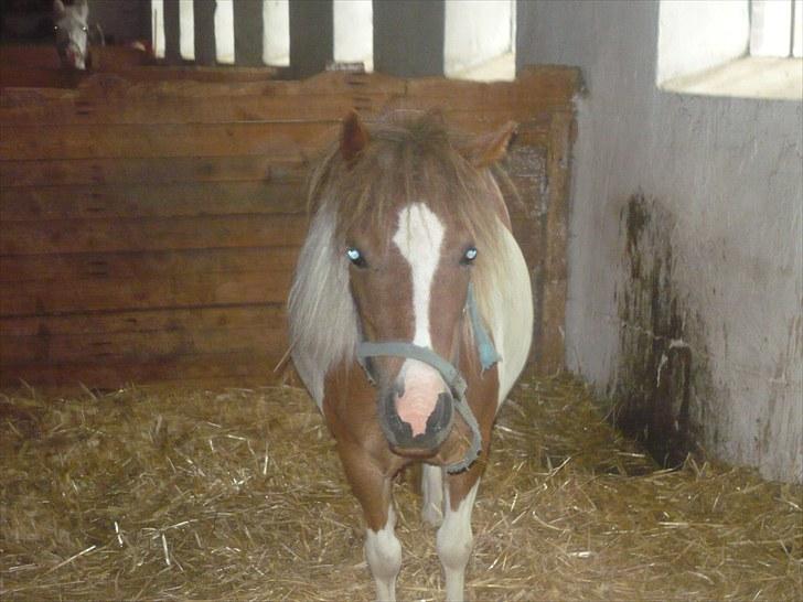 Shetlænder Chessy<33 billede 8