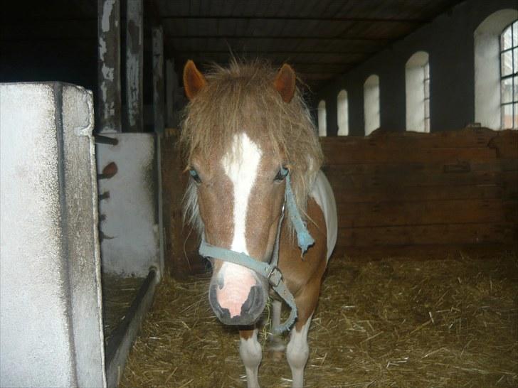 Shetlænder Chessy<33 billede 9