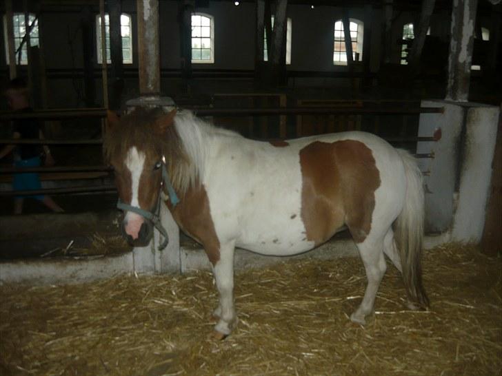 Shetlænder Chessy<33 billede 10