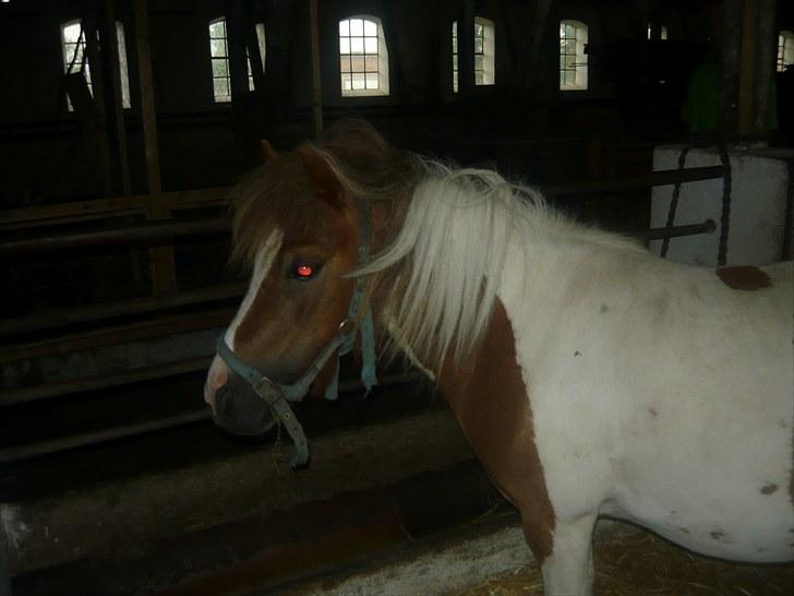 Shetlænder Chessy<33 billede 11