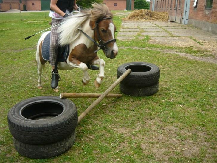Shetlænder Chessy<33 - mig og søde chessy springer<33 billede 12