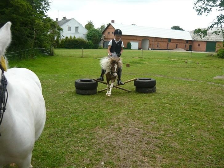 Shetlænder Chessy<33 - spring med chessy<33 billede 13