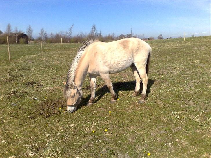 Fjordhest Mateus billede 3