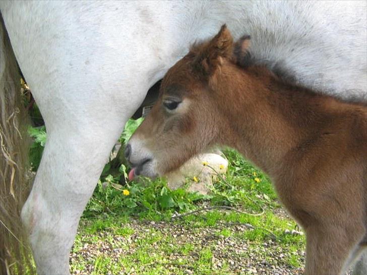 Anden særlig race Baby / Uffe billede 1