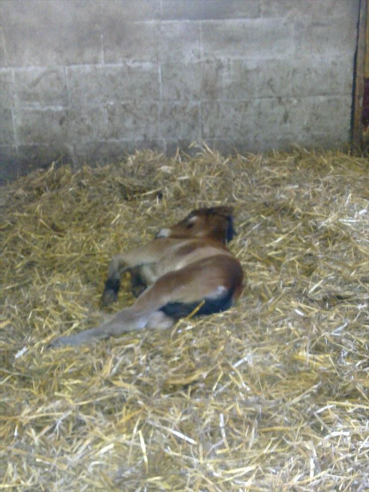 Anden særlig race Baby / Uffe billede 3