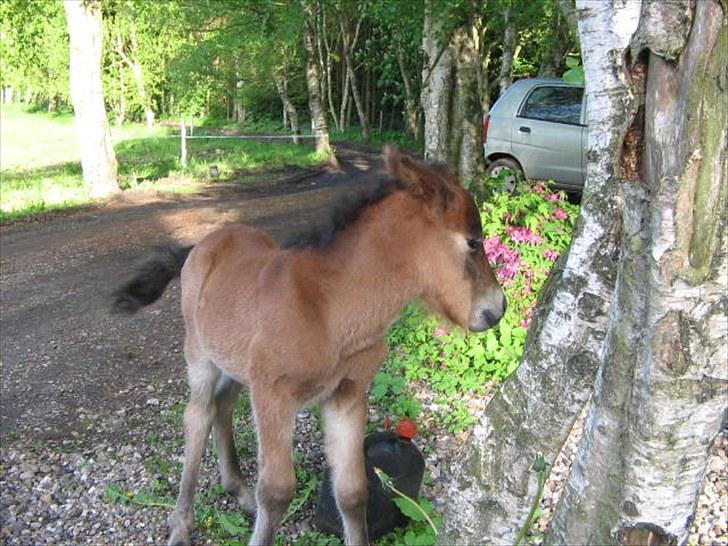Anden særlig race Baby / Uffe billede 5