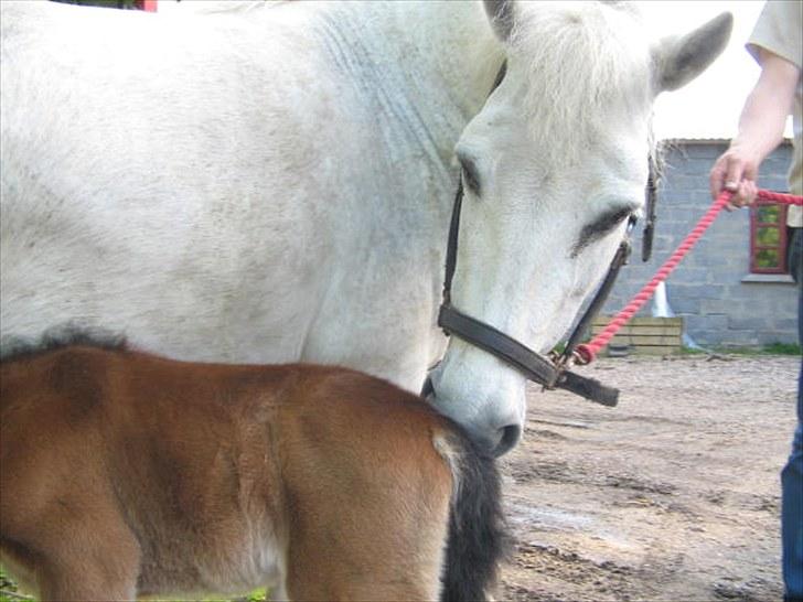 Anden særlig race Baby / Uffe billede 6